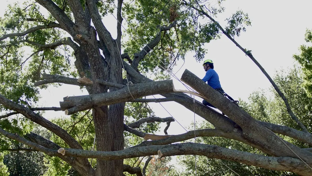 Professional Crown Thinning performed by certified arborists in Fraser