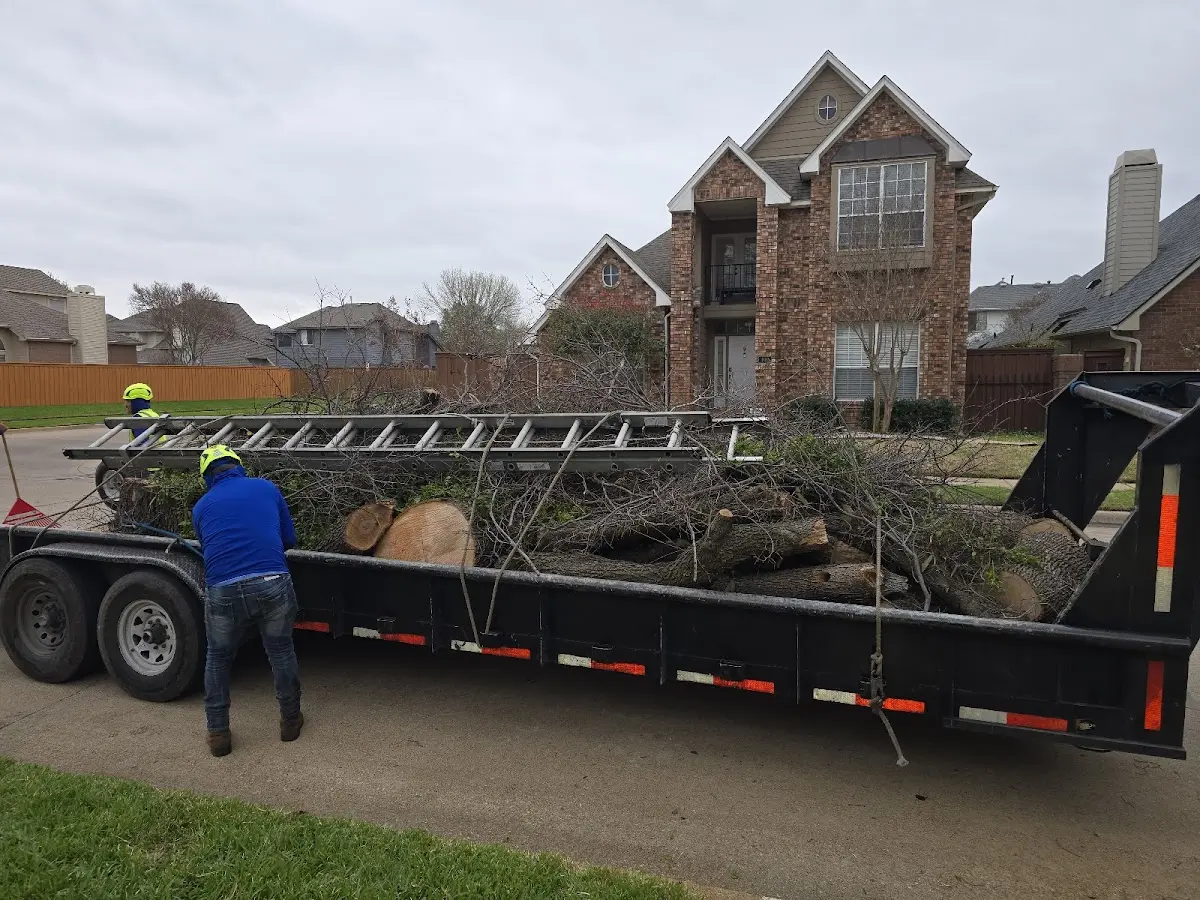 Expert Tree Removal with proper safety equipment in Fraser